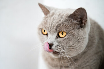 Portrait of a cat with gray fur and yellow eyes. Like British Shorthair. Animal close-up.
