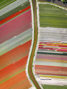 Aerial View of Colorful Flower Fields, Geometric Fields of Tulips and Flowers, Drone View of Multicolored Crops, Lines of Color &ndash; Tulip Field Aerial, Color Block Patterns in Flower Agriculture