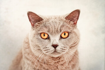 Portrait of a cat with gray fur and yellow eyes. Like British Shorthair. Animal close-up.
