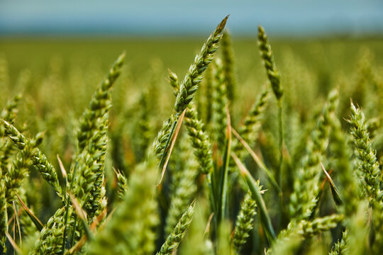 Green wheat growing in field