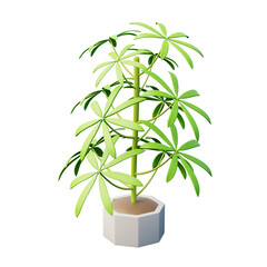 Australia Umbrella Tree 3d illustration