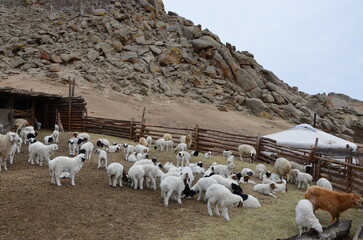 flock of sheep on a hillside