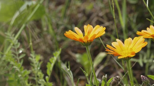 Calendula Marigold flowers in a garden