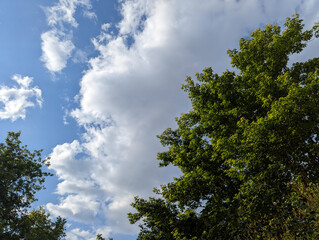 The blue sky with white clouds is visible through the crowns of green deciduous trees