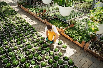 Top view. Florist man working in garden center. Successful employee is in a bright greenhouse