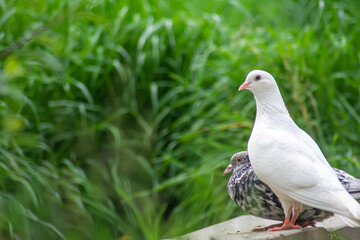 Beautiful doves in nature. Domestic pigeons