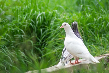 Beautiful doves in nature. Domestic pigeons