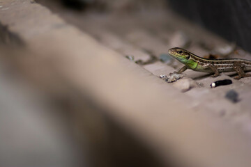 Lizard with green hues. Common lizard with beautiful patterns