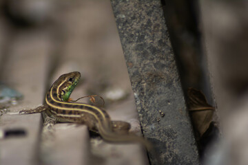 Lizard with green hues. Common lizard with beautiful patterns