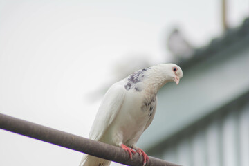 Beautiful doves in nature. Domestic pigeons