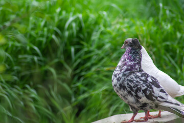 Beautiful doves in nature. Domestic pigeons