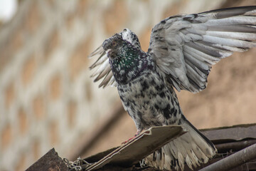 The dove spread its wings. Dove with beautiful pattern