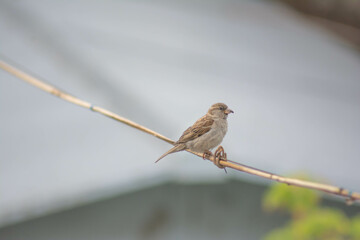 The sparrow sits on a cable. Lonely bird