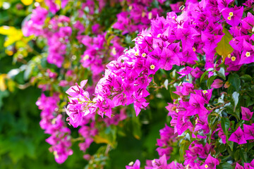 Obraz premium Bright Bougainvillea flowers on a green branch