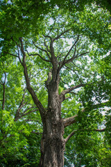 Tree in the park. Green tree in the forest. Dense forest
