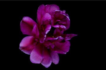 Fototapeta na wymiar flower isolated on black