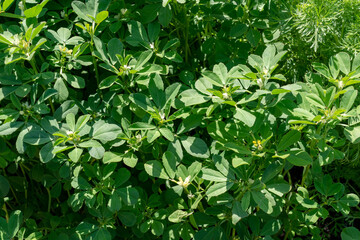 Fenugreek, Trigonella-foenum-graecum, an annual plant in the pea family. It has edible seeds, shoots and leaves, extensively used in Indian cooking.