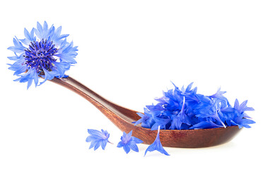 Blue fresh cornflower petals in wooden spoon isolated on a white background. Medicinal herb.
