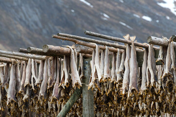 Stockfisch in Reine auf den Lofoten, Norwegen - obrazy, fototapety, plakaty