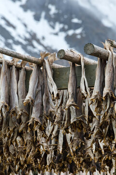 Stockfisch in Reine auf den Lofoten, Norwegen