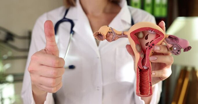 Gynecologist with anatomical model of female genital organ shows thumbs up. Solving gynecological problems is excellent and sign of approval