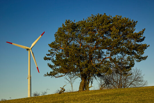 Gro&szlig; versus Klein, Windturbine und Baum