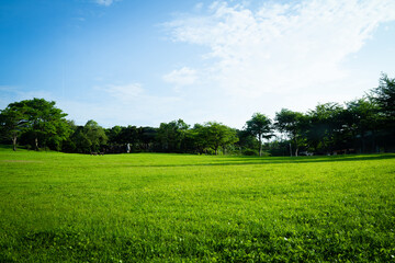 Courtyard view of green lawns and trees. morning air soft sunlight