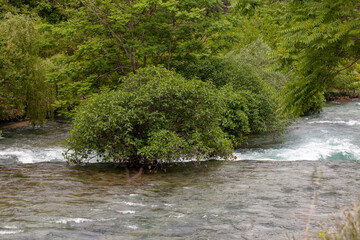 river in the forest