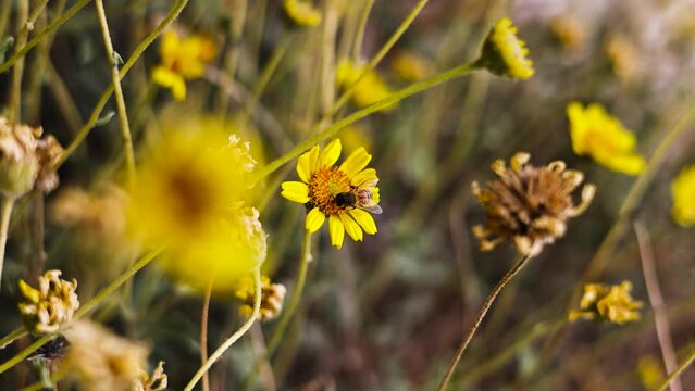 bright yellow and black honey bee pollinating a yellow daisy with other daisies blurred in the foreground and background