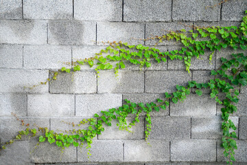 Ivy, green leaves, wild vines on cement wall