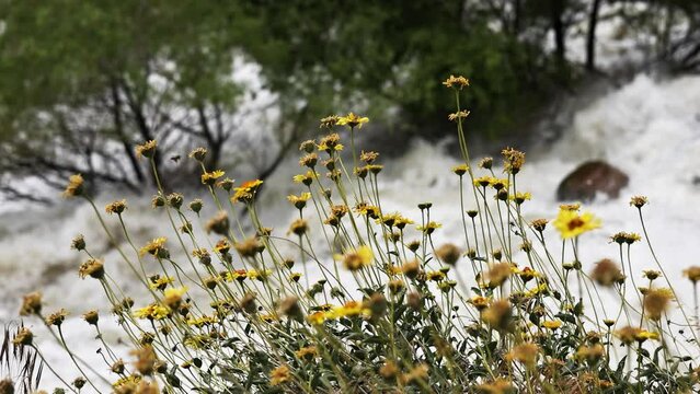 honey bees pollinating daisies in the foreground with the raging kern river blurred out in the background off highway 178 in bakersfield california