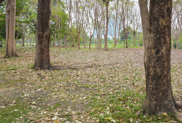 Blooming flowers, trees and the lake in Chatuchak Park, Thailand