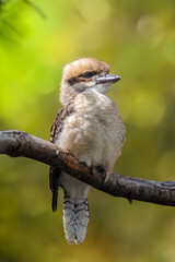 kookaburra on a branch