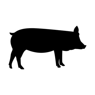 Isolated black silhouette pig on white background