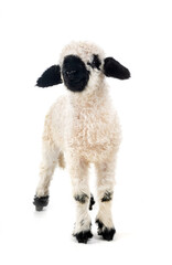 lamb Valais Blacknose in studio