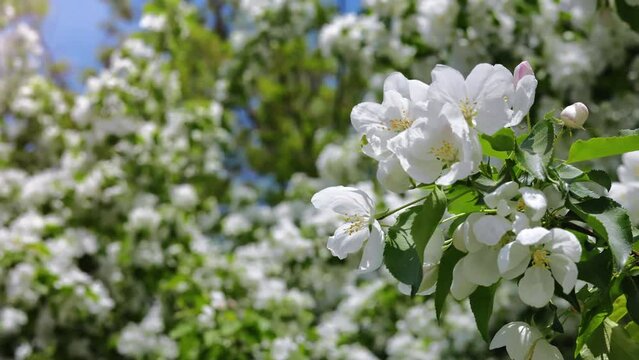 Gentle white flowers petal greenery leaves apple tree lush branches at spring garden closeup slowmo