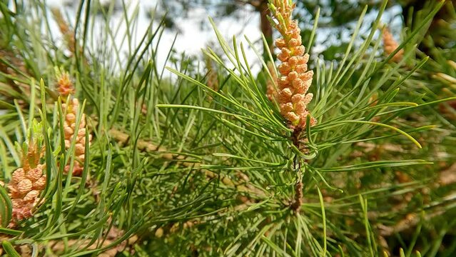 Young long shoots on pine Pinus densiflora Umbraculifera with evergreens background. Spring in botanical garden with Pinaceae family plants. 4K video (Ultra High Definition).