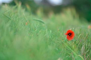 Poppy flower or papaver rhoeas symbol of Remembrance Day with copy space