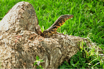 kabaraya , කබරයා, Animals