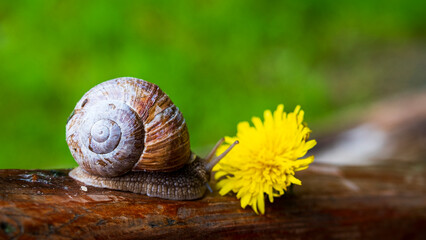 snail and chamomile flower. close-up of a snail on a wooden beam.