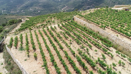 Aerial vineyard view in summer season