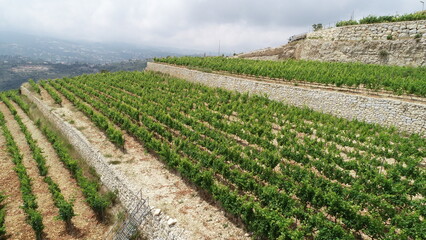 Aerial vineyard view in summer season