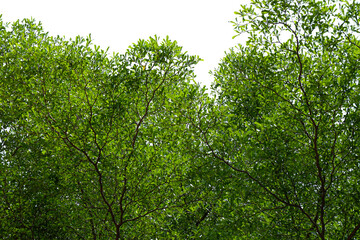 green leaves in the forest