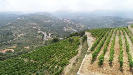 Fototapeta premium Aerial vineyard view in summer season