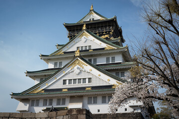 Fototapeta premium 大阪城と桜