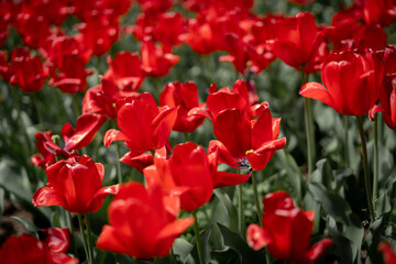 花　ツリパ・グレイギー