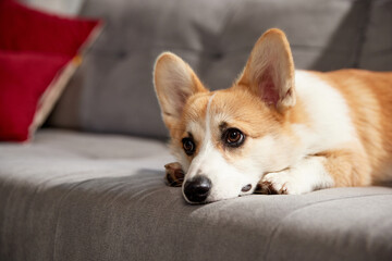 Close-up of cute dog's muzzle. Beautiful purebred corgi dog lying on sofa in living room and attentively looking. Concept of animal life, care, pet friend, lifestyle, happiness, vet