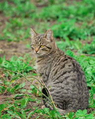 Naklejka na ściany i meble Sitting tabby cat in the grass outdoors looks away with an attentive look