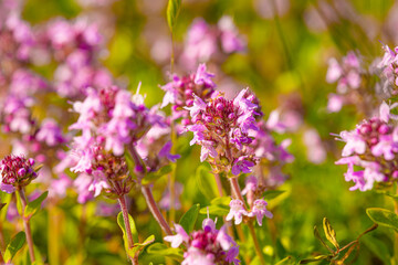 Obraz premium Close up stems of flowering thyme outdoors