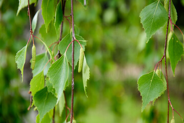 Leaves hanging from a birch tree. Ecology the nature
of vegetation.